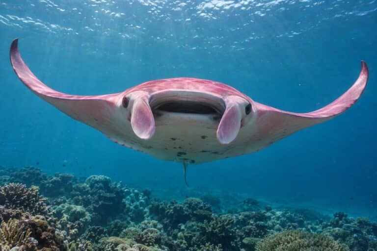 Une raie manta rose photographiée de face en pleine eau près de la Grande Barrière de corail australienne