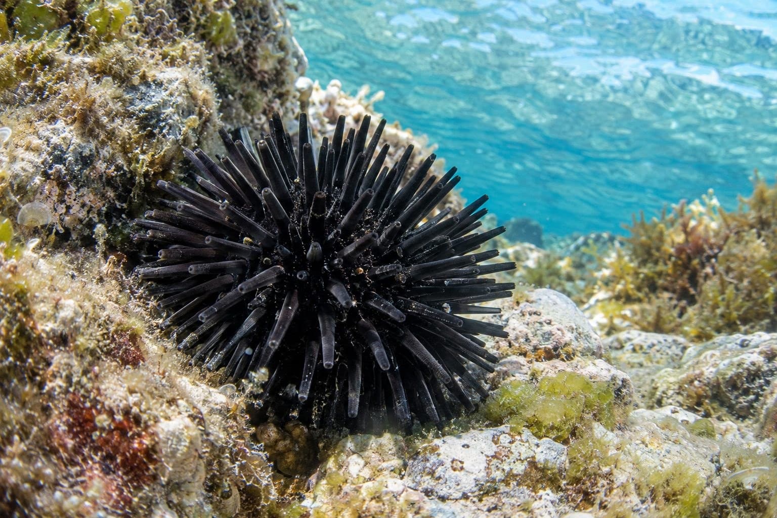 Oursin noir (Arbacia lixula) sur le fond marin