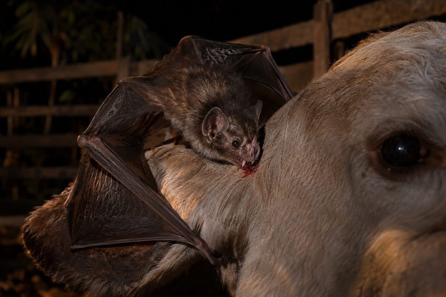 Chauve-souris vampire en train de se nourrir sur le bétail