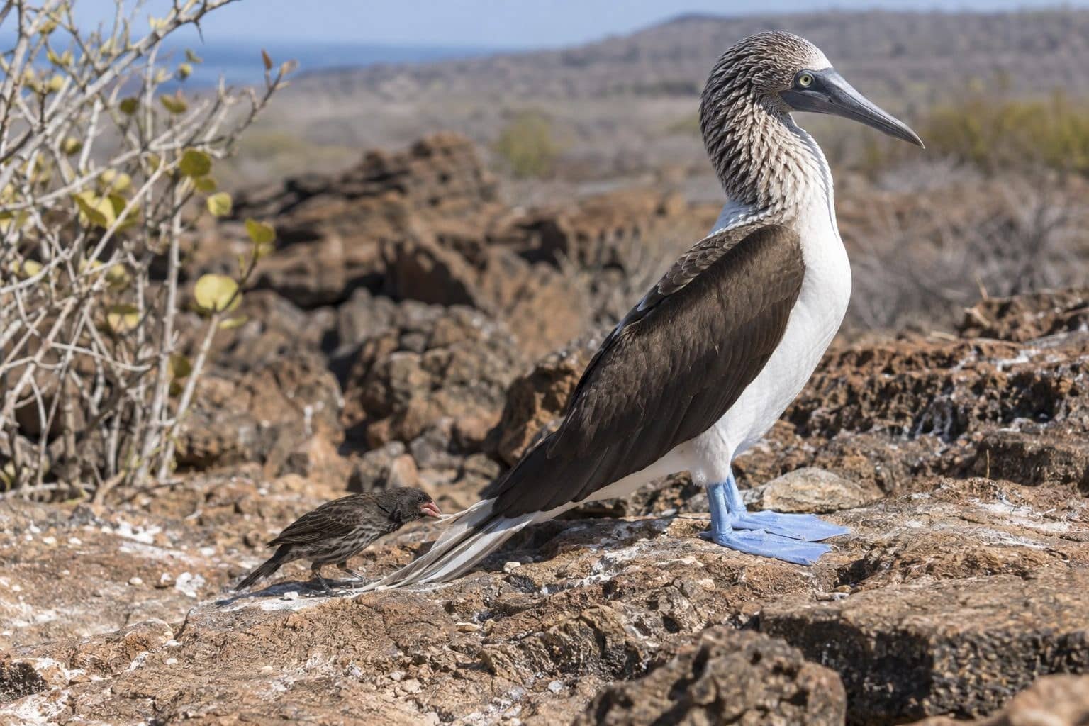 Pinson-vampire picotant un oiseau plus grand aux îles Galápagos