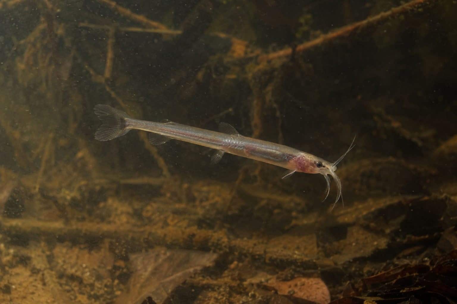 Candiru poisson-chat d'Amazonie en eaux troubles