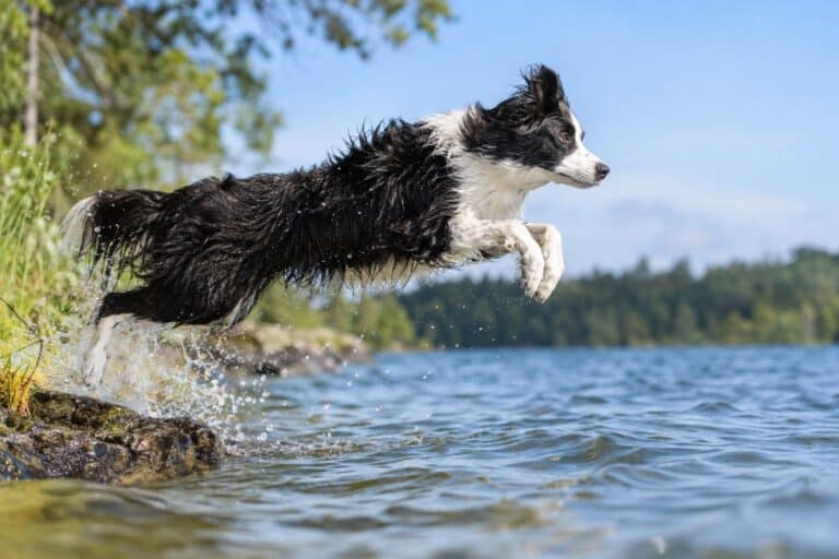 Un Border Collie en plein plongeon dynamique dans l'eau, capturant l'instant de l'envol avant l'immersion