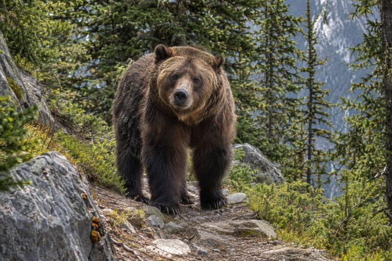 Un grizzly géant se dressant sur un sentier de montagne en forêt canadienne, face à des randonneurs