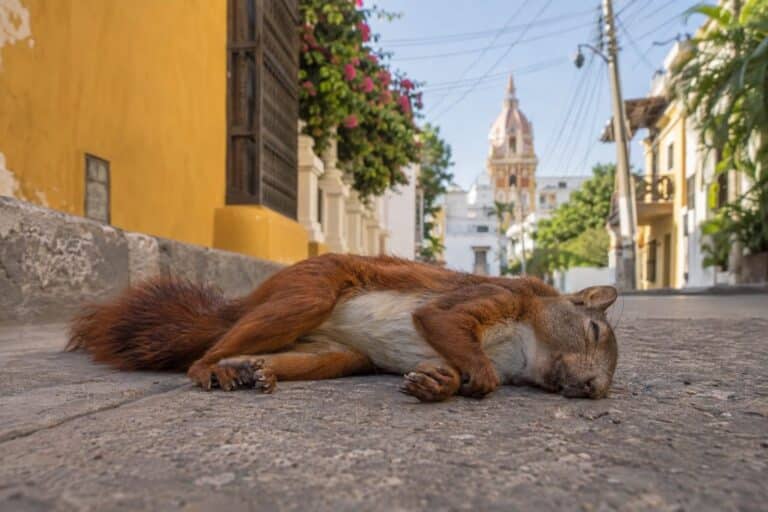 Écureuil roux électrocuté gisant au sol après avoir touché une ligne électrique à Carthagène, Colombie