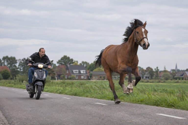 Un homme sur un scooter poursuivant un cheval au galop sur une route aux Pays-Bas