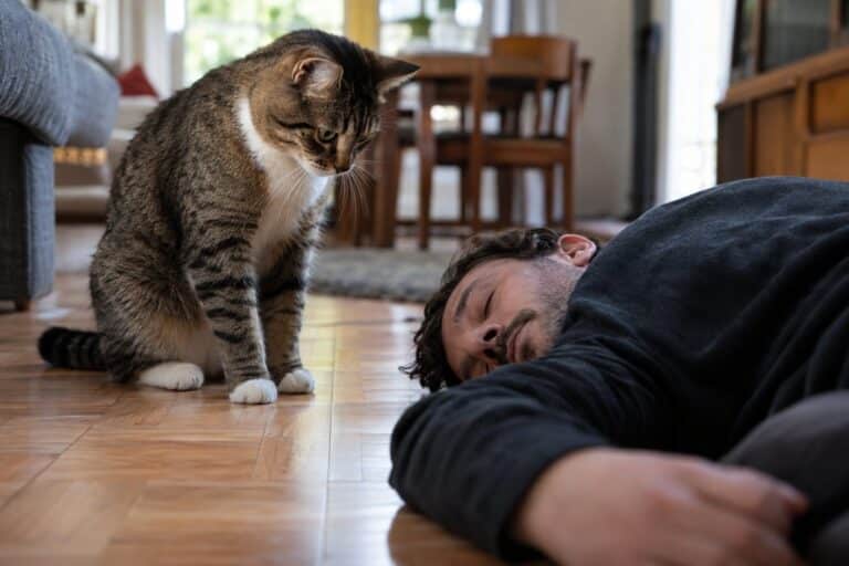 Chat observant attentivement un homme allongé au sol qui fait semblant de mourir