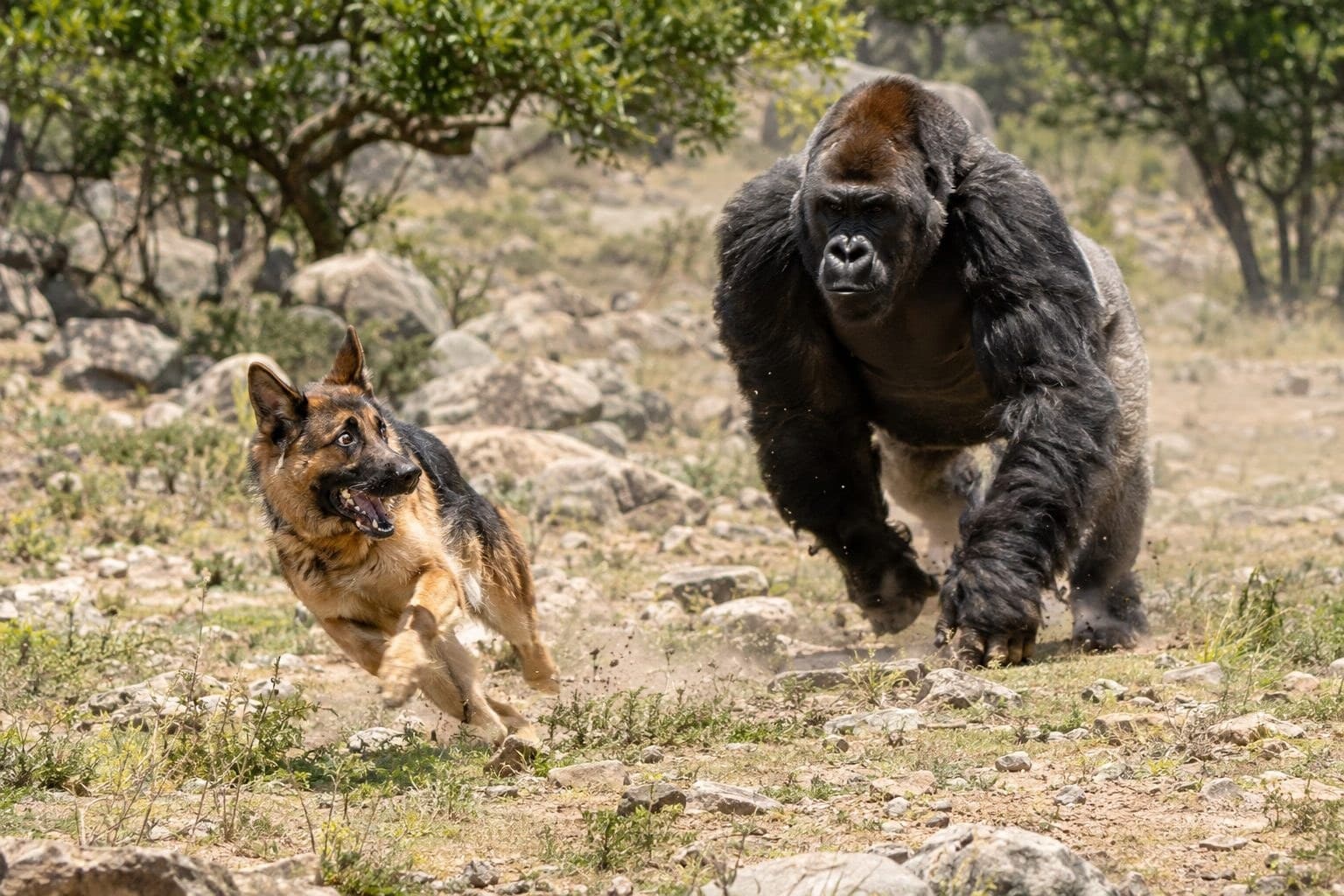 Un berger allemand en pleine fuite paniquée poursuivi par un gorille dans un enclos rocheux de zoo