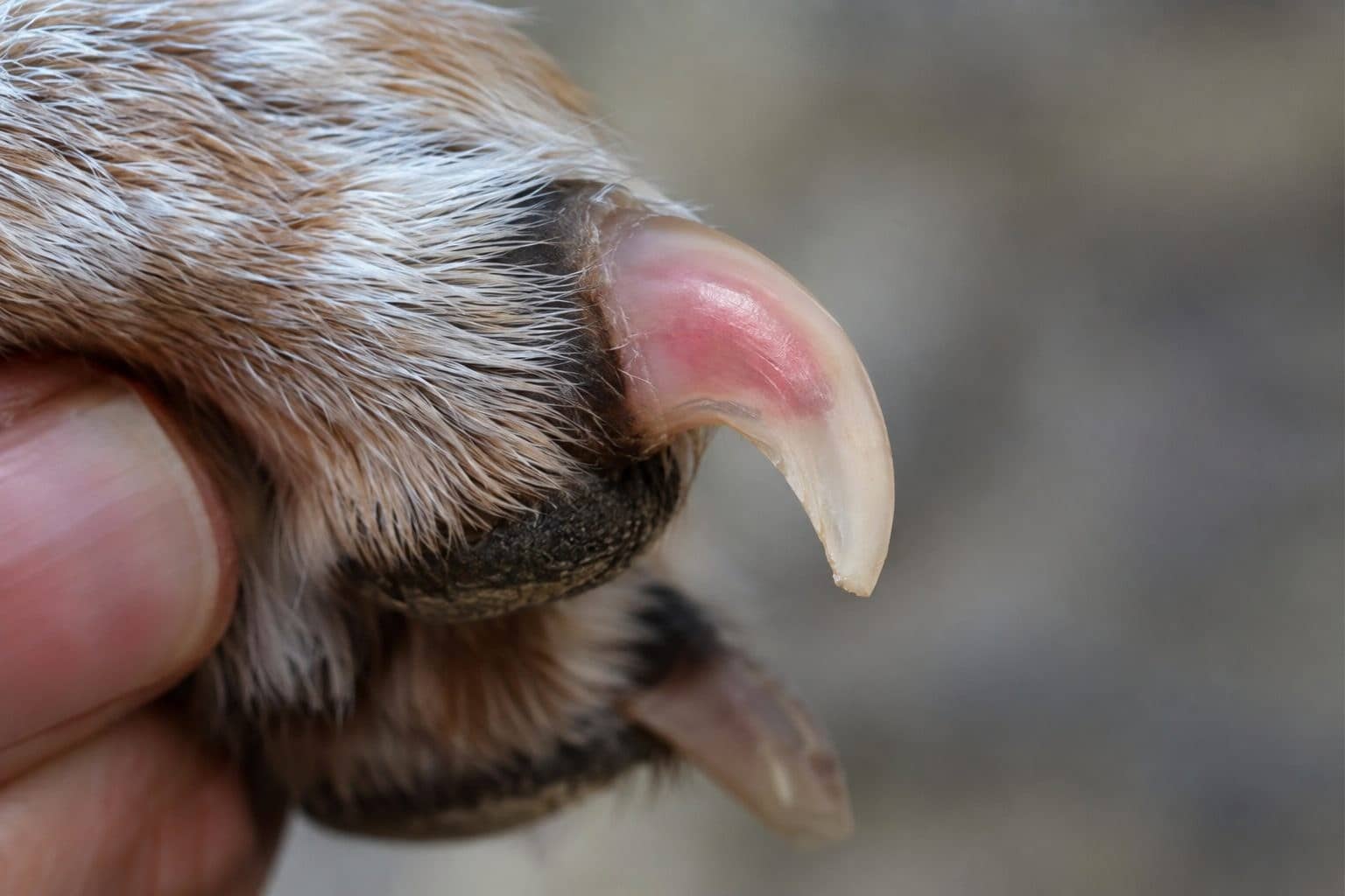 Gros plan détaillé d'une griffe de chien montrant la partie blanche à couper et la partie rosée vivante