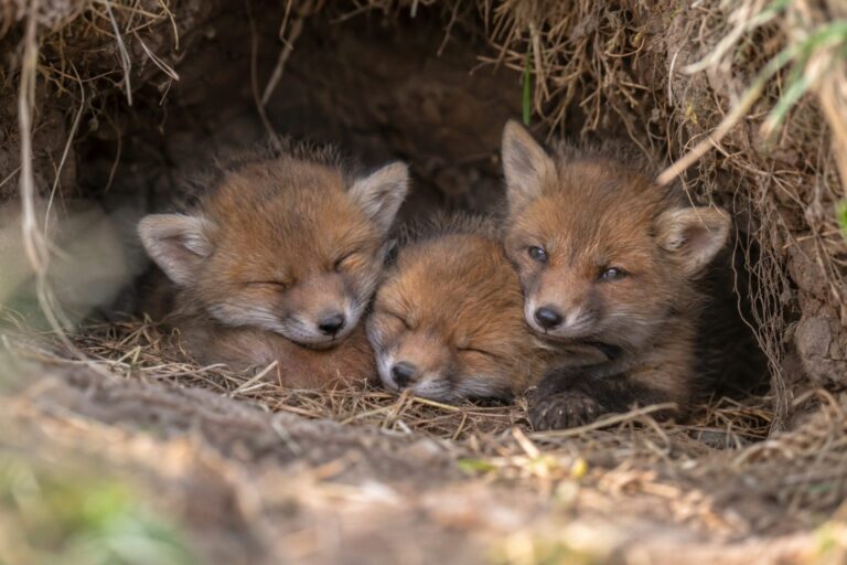 Trois renardeaux nouveau-nés dans leur terrier au cimetière d'Ivry-sur-Seine