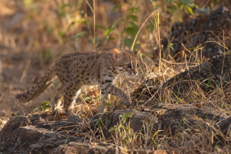 Chat léopard de l'Inde en environnement naturel indien, en action de chasse ou déplacement