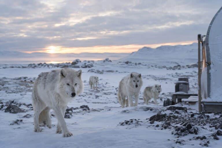 Une meute de loups arctiques s'approchant d'un camp dans la toundra canadienne
