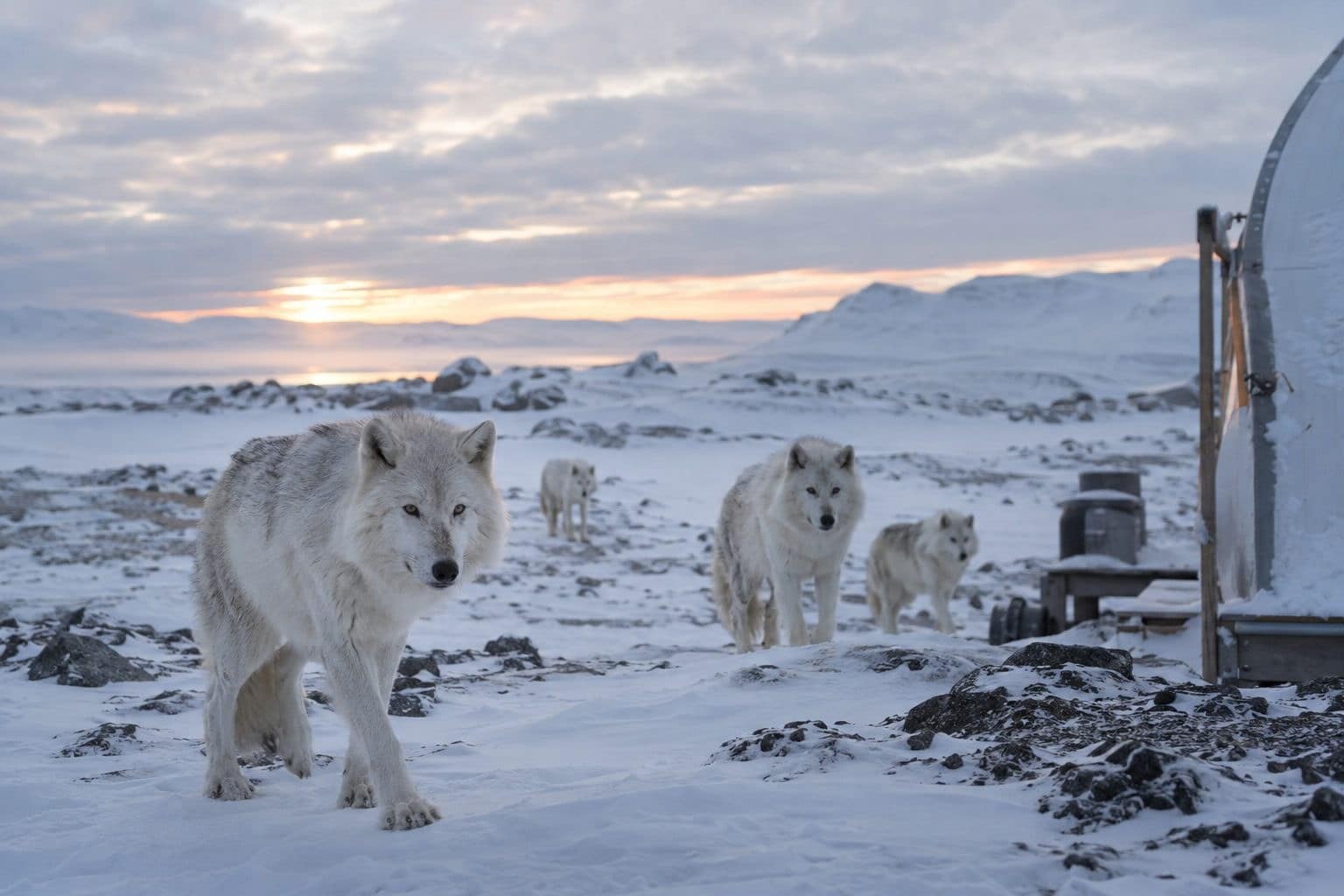 Une meute de loups arctiques s'approchant d'un camp dans la toundra canadienne