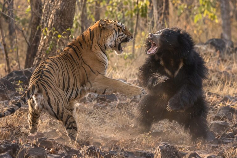 Combat violent entre une ourse et un tigre du Bengale dans le parc national de Tadoba, Inde centrale