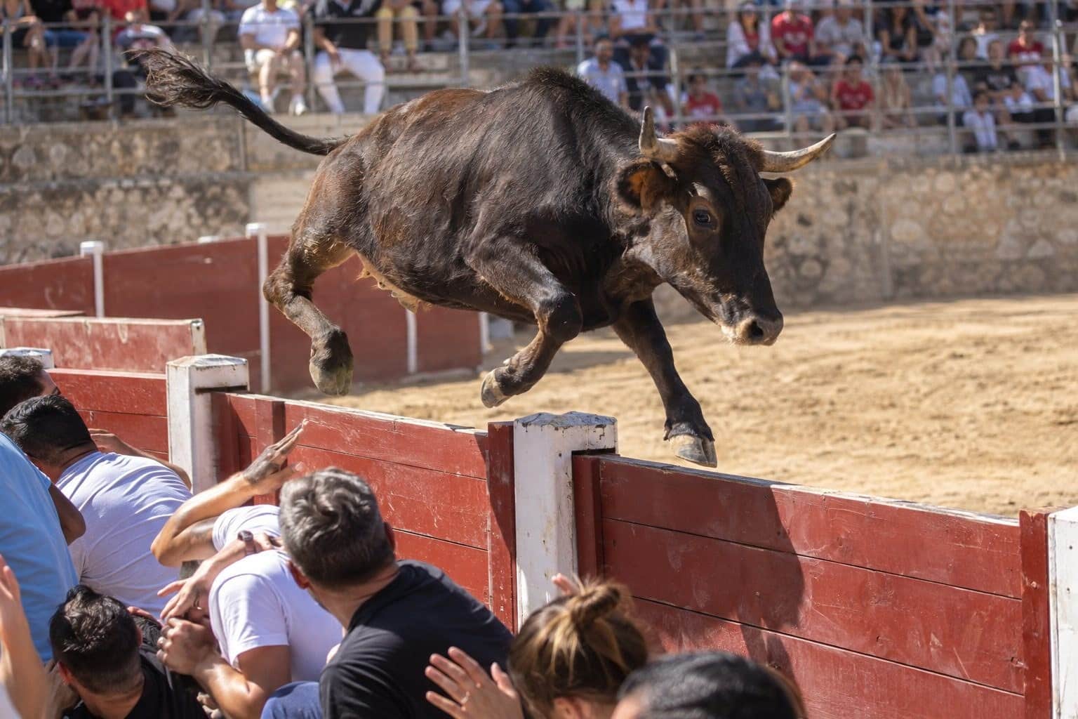 Une vachette de corrida paniquée sautant par-dessus la barrière des gradins dans une arène taurine