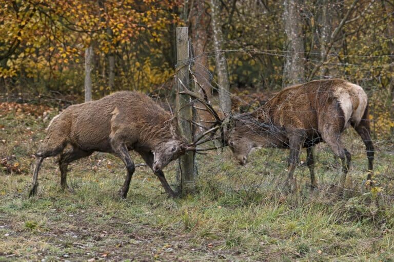 Deux cerfs européens (Cervus elaphus) aux bois entrelacés et coincés dans une clôture de fil de fer en lisière de forêt