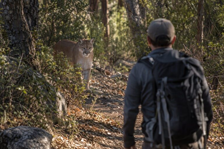 Un lion des montagnes (cougar) observe attentivement un randonneur sur un sentier forestier aux États-Unis