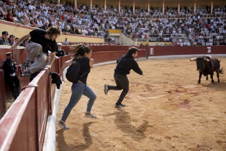 Militants anti-corrida sautant dans l'arène après la mise à mort du taureau à la feria de Dax