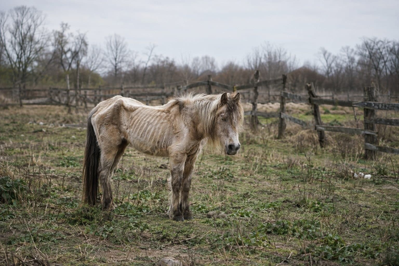 Ce poney maltraité avait les sabots si longs qu&rsquo;il ne pouvait plus marcher