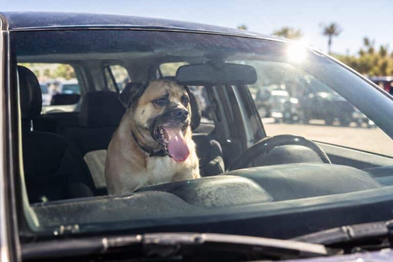 Un chien enfermé dans une voiture en plein soleil estival avec vitre fermée, montrant la détresse de l'animal