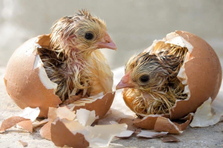 Deux poussins fraîchement éclos sortant de leurs coquilles d'œufs de poule domestique