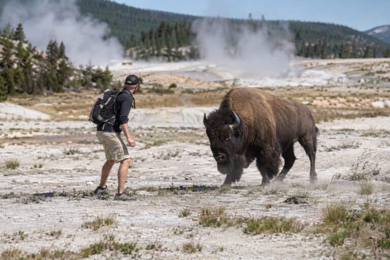 Un homme debout face à un bison américain massif dans le parc de Yellowstone, danger immédiat
