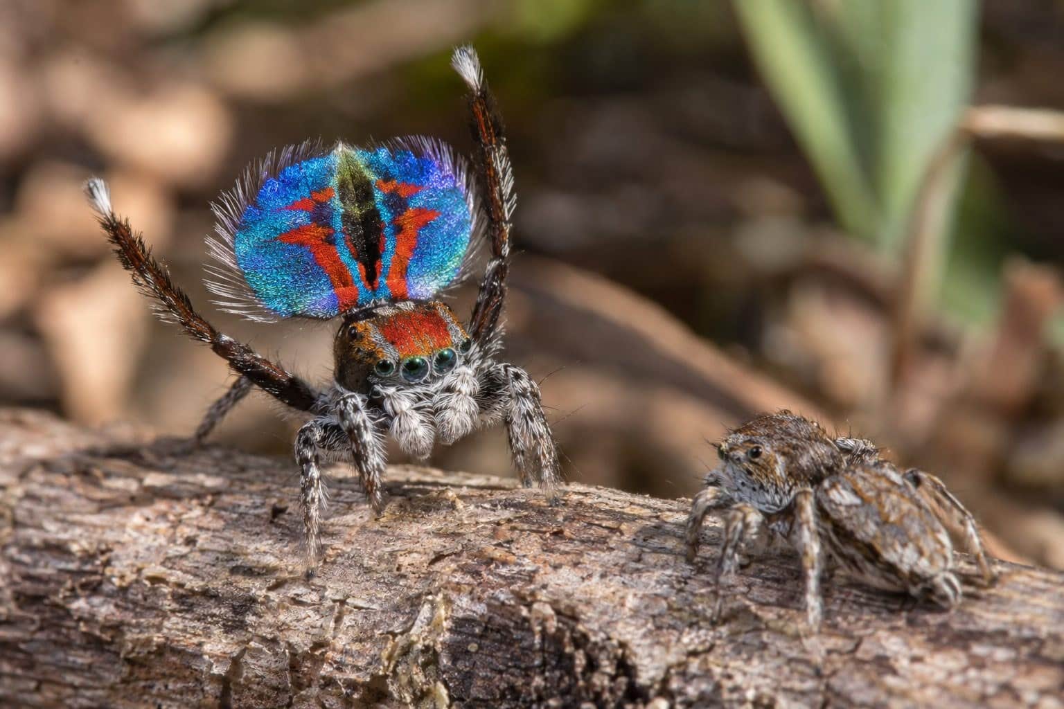 Araignée paon mâle en train d'effectuer sa danse de séduction avec l'abdomen déployé face à la femelle