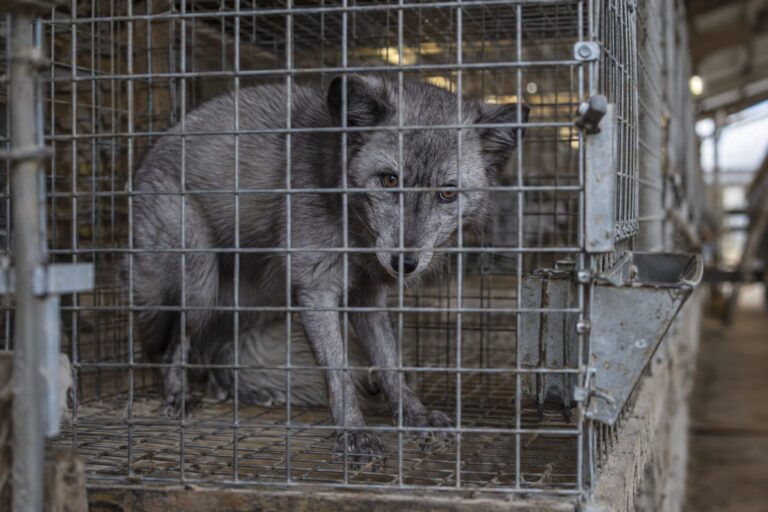 Renard bleu (Vulpes lagopus) en captivité dans une ferme à fourrure finlandaise, montrant les conditions d'élevage intensif