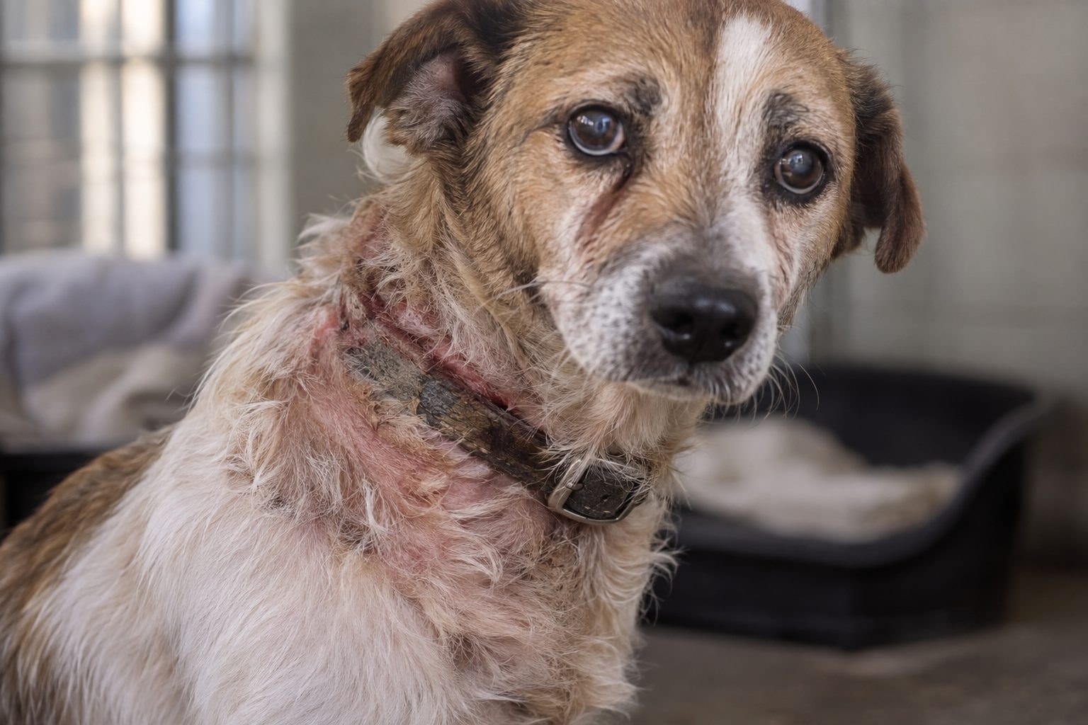 VIDÉO : retrouvé avec un collier enfoncé dans la chair, ce chien a su rester calme avant d’être sauvé