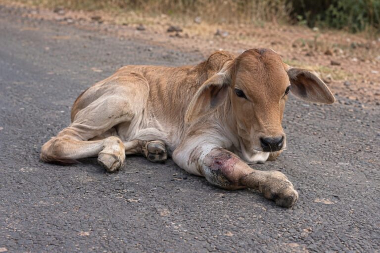 Un jeune veau couché sur une route en Inde, sa patte avant écrasée et blessée, après un accident automobile
