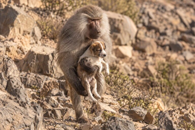 Un babouin hamadryas (Papio hamadryas) kidnappant un chiot, en Arabie Saoudite