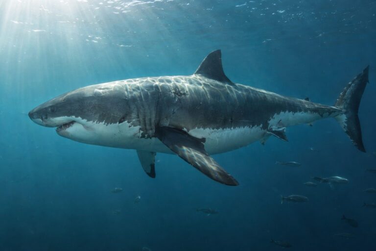 Deep Blue, le grand requin blanc géant de 7 mètres, filmé en plongée au large de l'île de Guadalupe au Mexique
