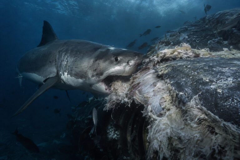 Grand requin blanc (Carcharodon carcharias) se nourrissant sur une carcasse de baleine en décomposition dans l'océan