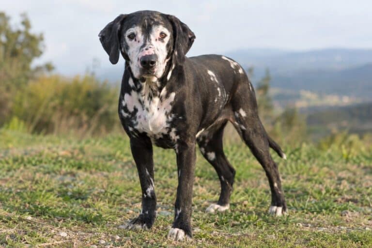 Chien domestique atteint de vitiligo présenté de face, montrant les taches blanches caractéristiques de la maladie