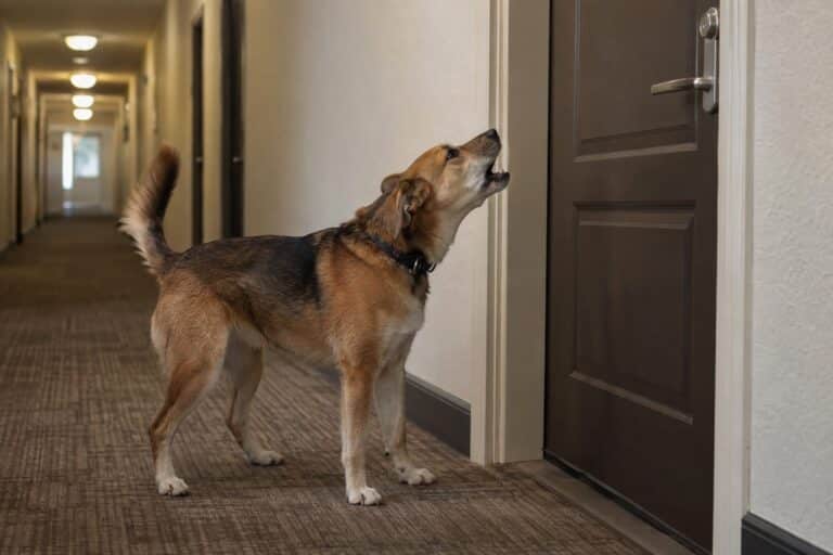 Un chien de taille moyenne aboyant devant la porte d'un appartement en immeuble résidentiel, dans un couloir d'étage avec porte d'entrée et numéro visible