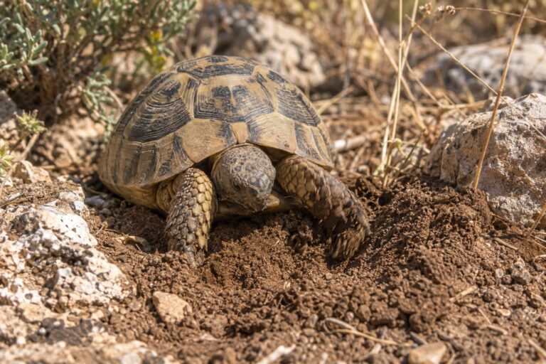 Jeune tortue terrestre creusant le sol avec ses pattes avant