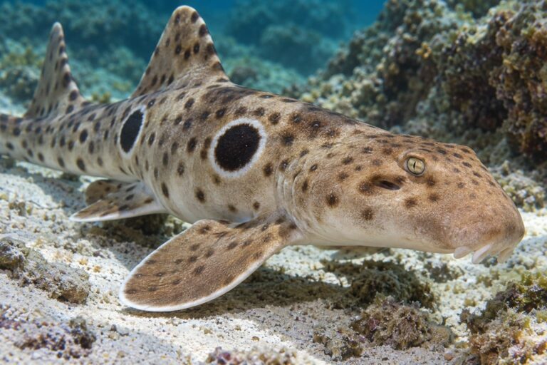 Gros plan du requin-chabot ocellé montrant ses caractéristiques distinctives