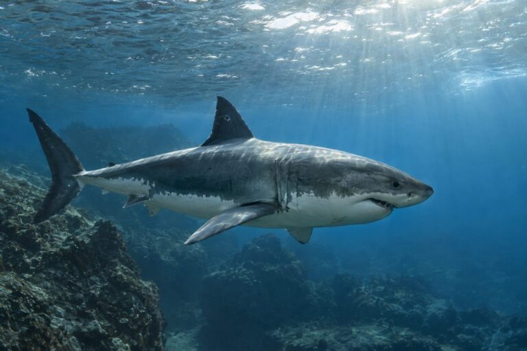 Grand requin blanc en Méditerranée