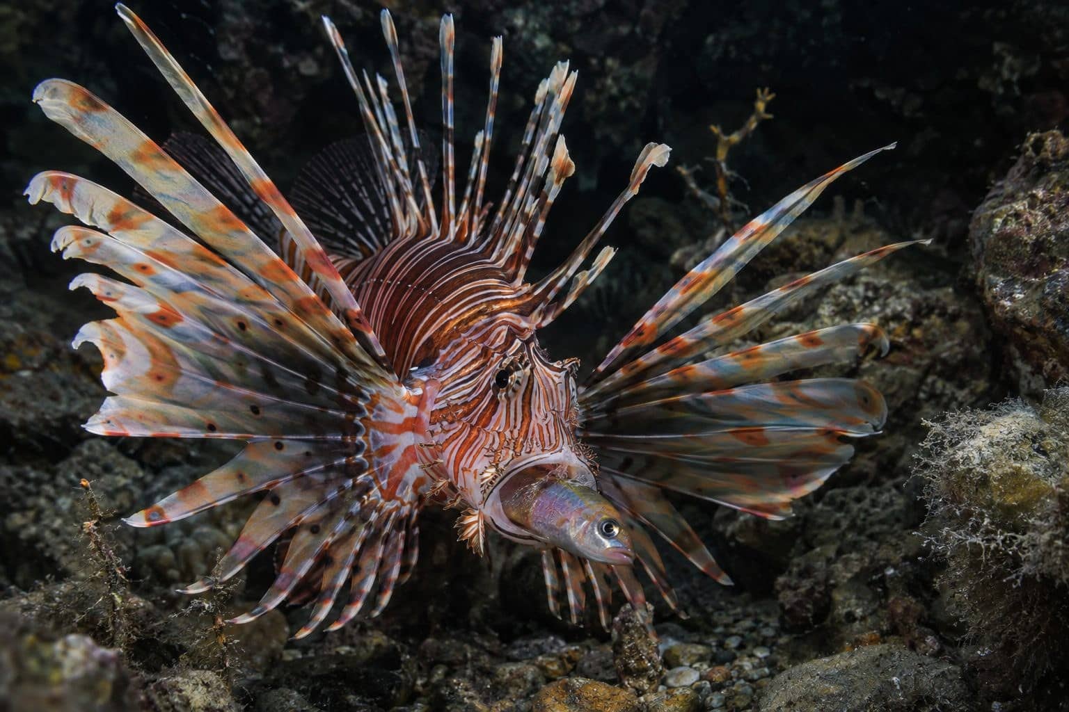 Poisson-lion attaquant sa proie