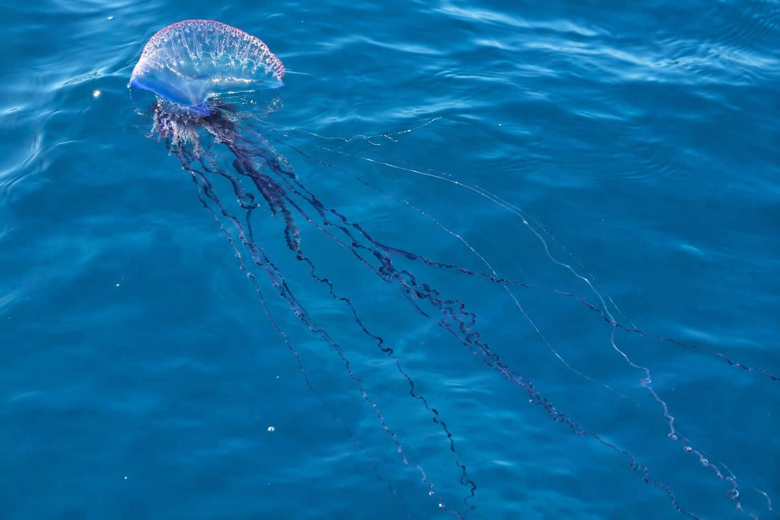 Physalie avec ses tentacules urticants