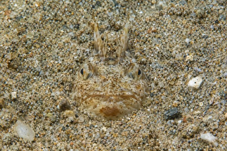 Vive enfoui dans le sable