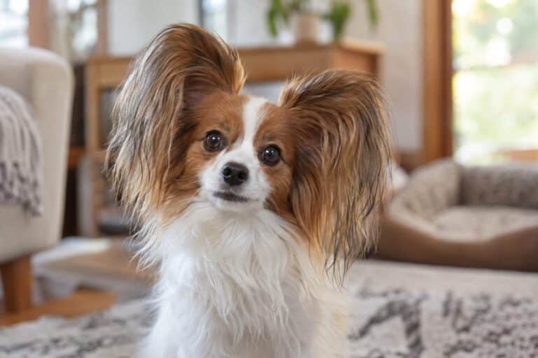 Un chien de race Papillon avec ses caractéristiques distinctives (oreilles en forme d'ailes de papillon, petit gabarit) regardant avec curiosité et étonnement une créature ou un mouvement devant lui