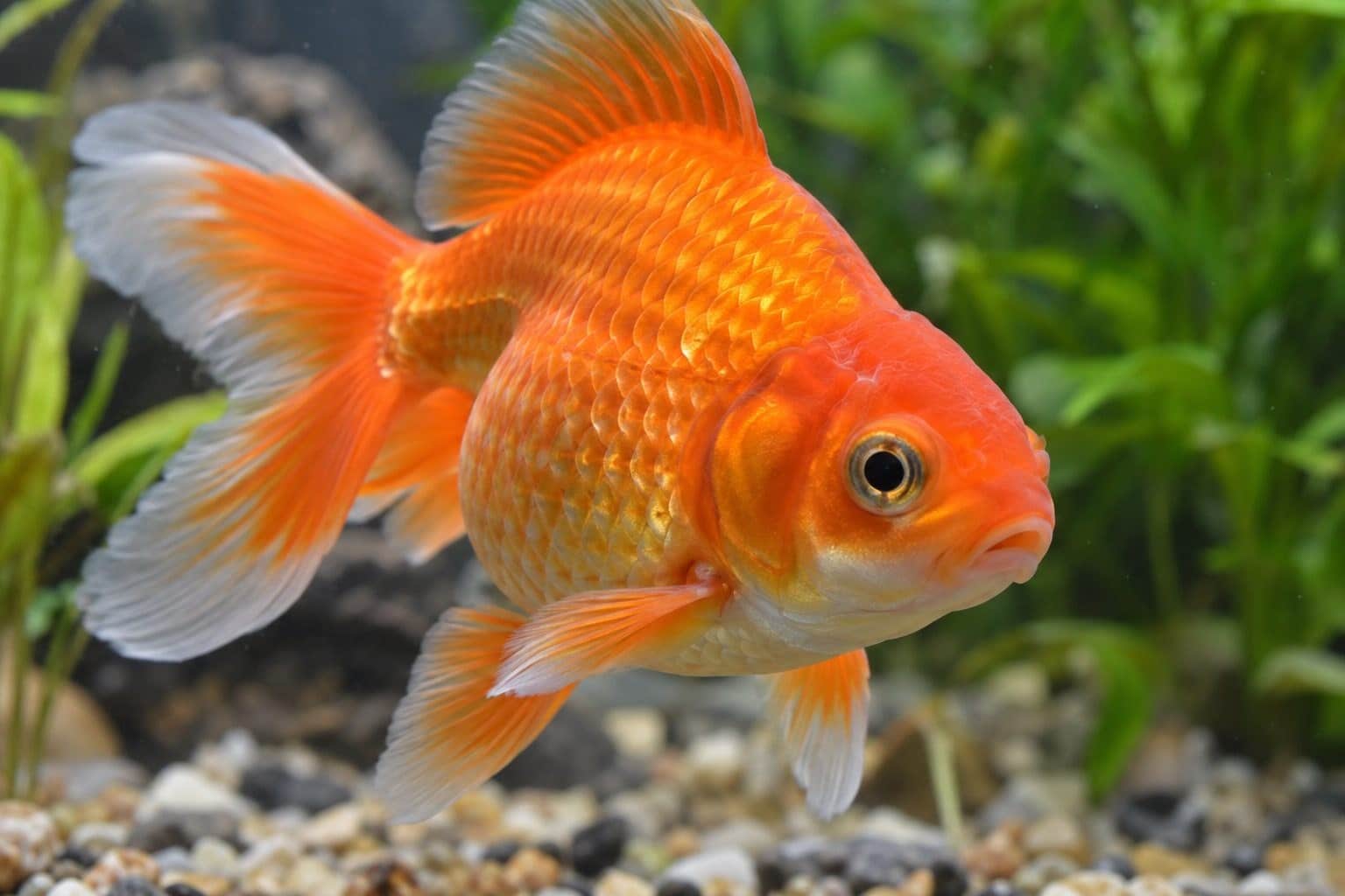 Voilà pourquoi il ne faut pas relâcher votre poisson rouge dans la nature