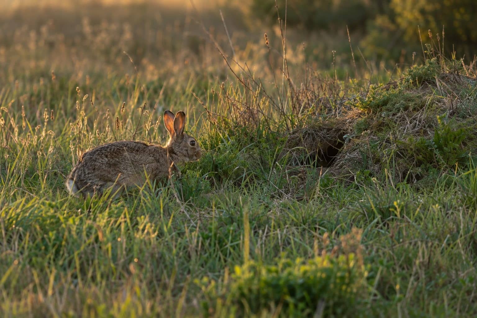 Une lapine adulte entrant dans son terrier pour allaiter ses petits au coucher du soleil