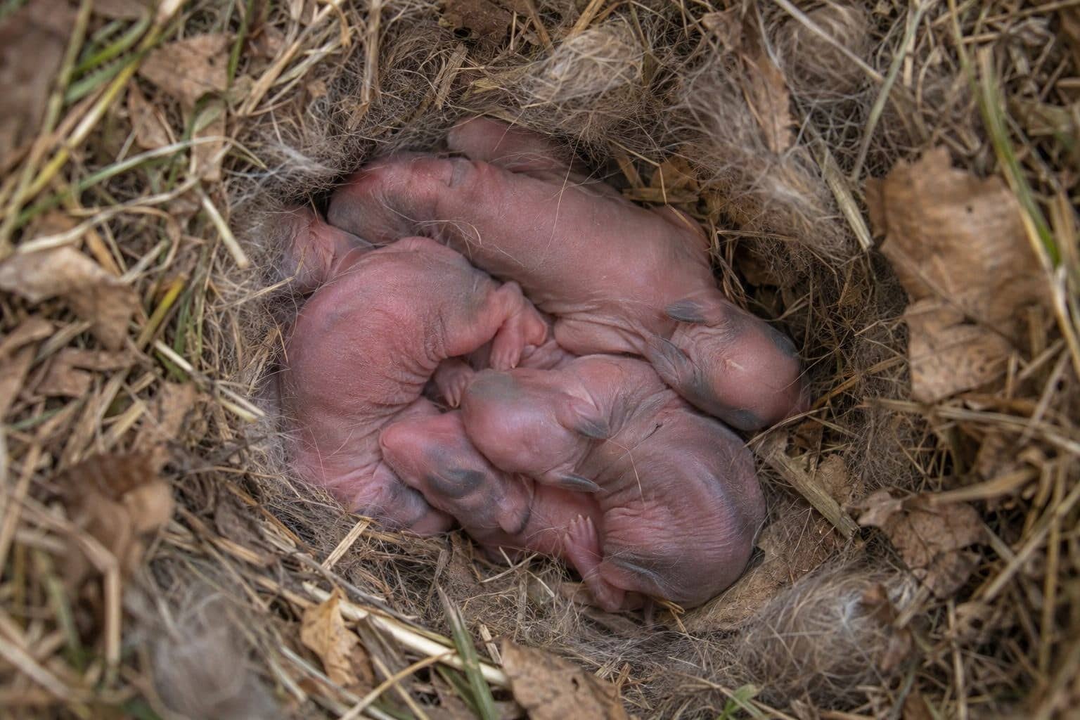 Gros plan d'une portée de lapereaux nouveau-nés cachés dans l'herbe et les feuilles mortes
