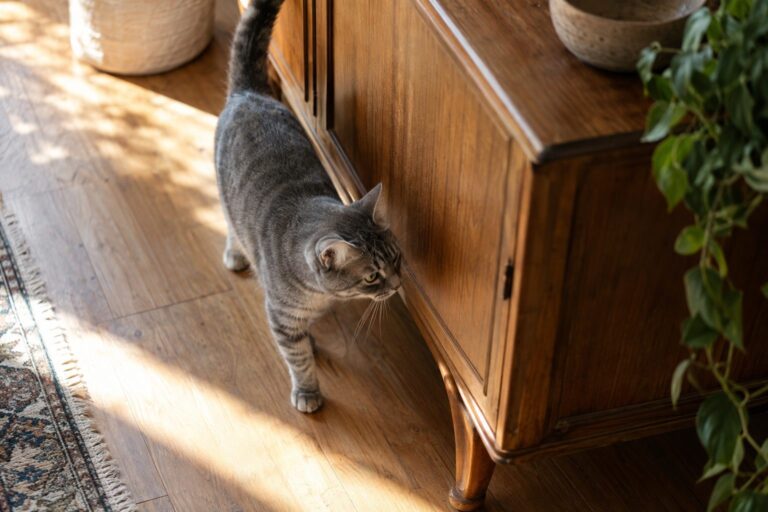 Un chat gris tabby tournant autour d'un meuble bas en bois (buffet ou commode), observé de dessus, l'air concentré et intrigué