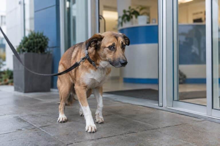 Un chien tremblant et anxieux devant une clinique vétérinaire, montrant la peur et l'appréhension