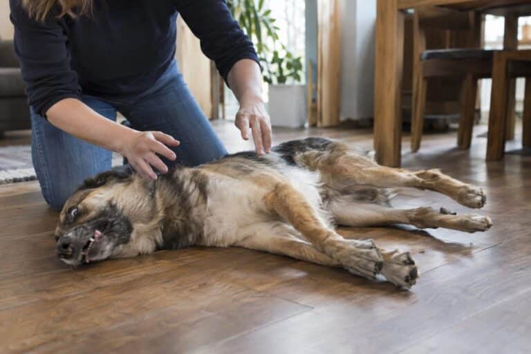 Un chien de race moyenne en crise d'épilepsie, convulsions visibles, allongé sur un sol intérieur