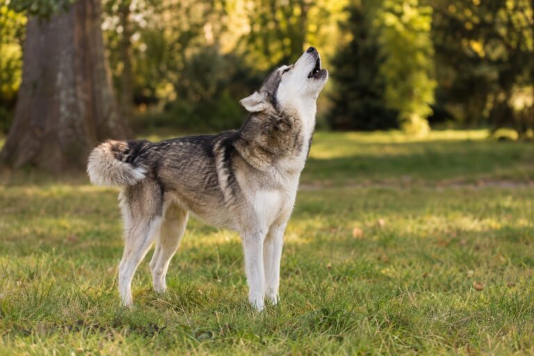 Un chien de race moyenne levant la tête vers le ciel en train de hurler, dans un jardin ou parc naturel