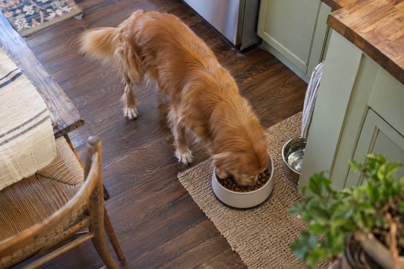 Votre chien ou chat mange trop vite ? La solution est à moins de 3€ chez Action
