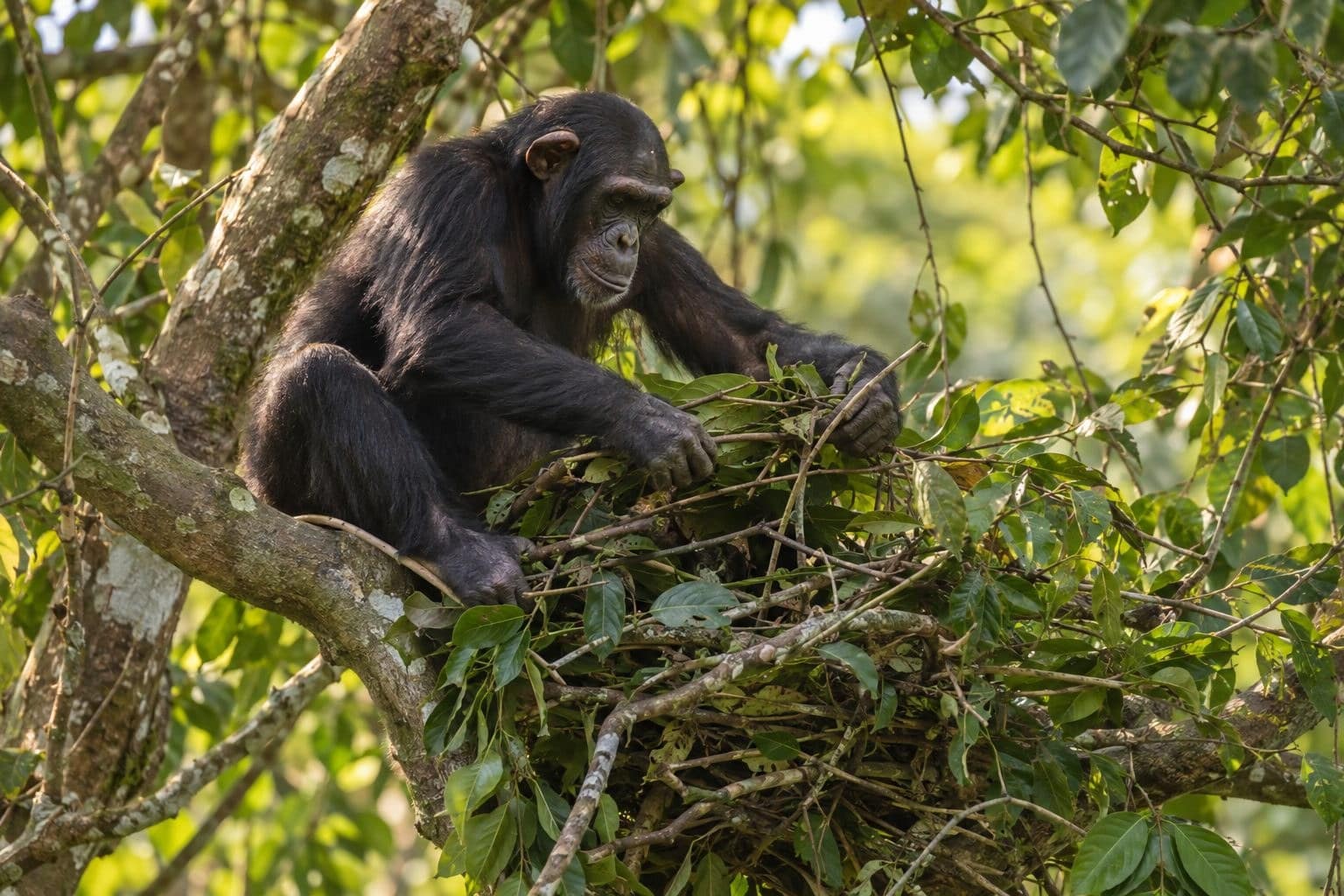 Chimpanzé construisant son nid dans les arbres de la forêt africaine